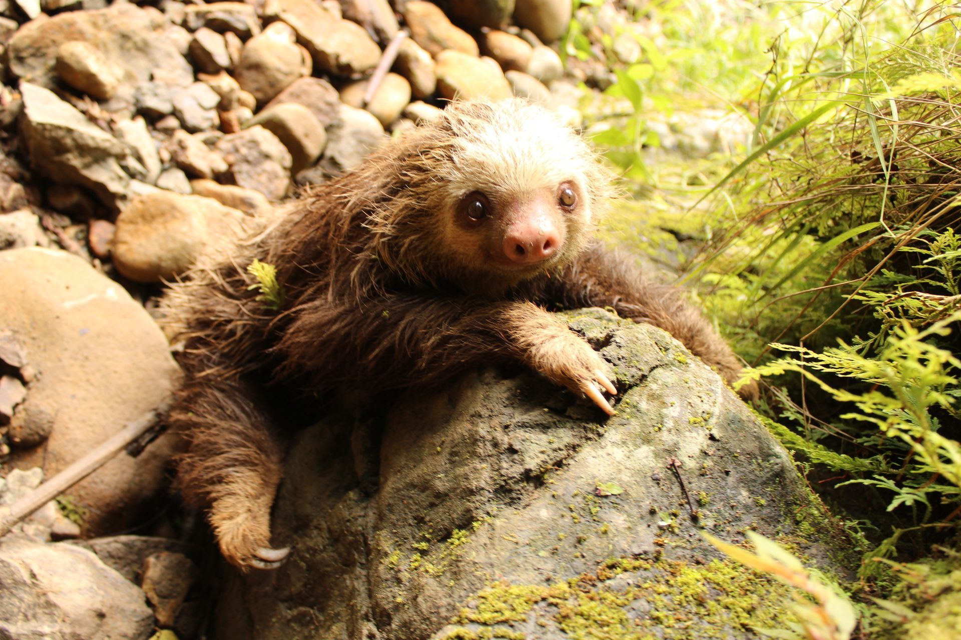 A baby sloth is laying on a rock in the woods.