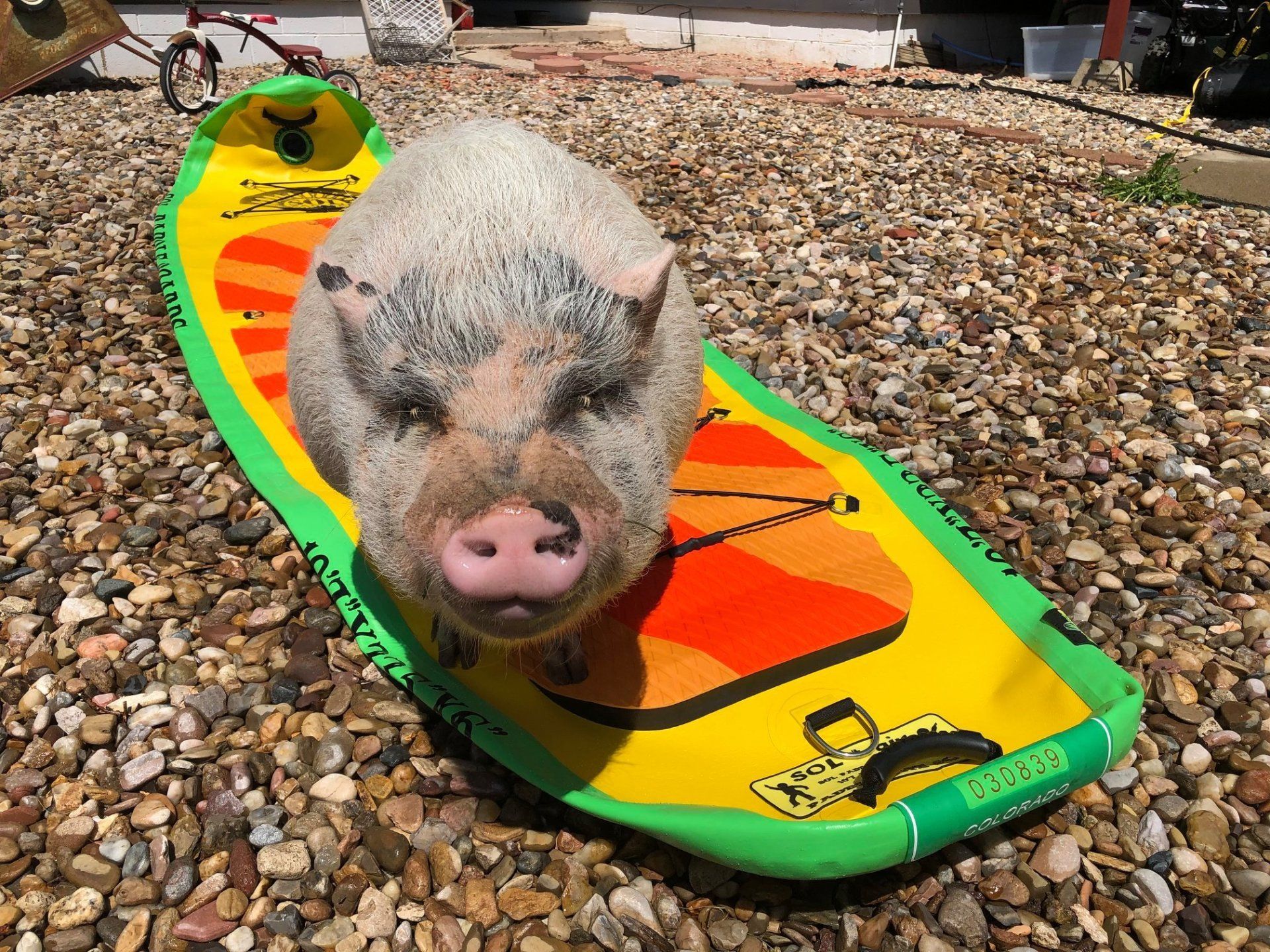 A pig is sitting on a yellow and green surfboard