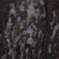 Et nærbillede af en træstamme med en masse blade på.