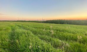 Field