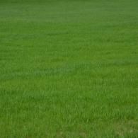 Close-up of lush green grass covering the ground