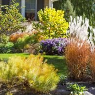 Colorful landscaped garden with yellow, purple, and rust-colored ornamental grasses and shrubs