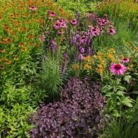 Colorful flower bed with purple, pink, and orange blooms among green foliage