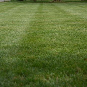 Freshly mowed green lawn with striped grass patterns