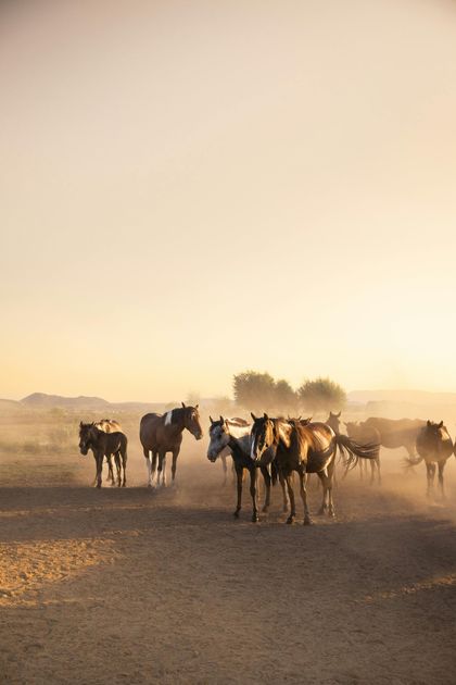 A herd of horses are walking down a dirt road.