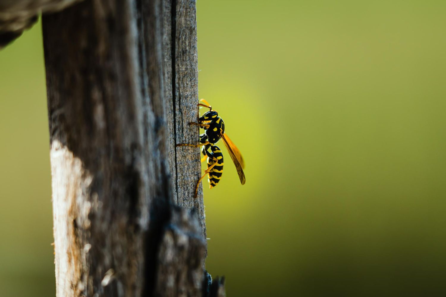A wasp is sitting on a wooden post.