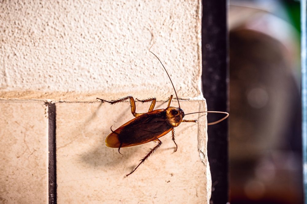 A cockroach is sitting on a tiled wall.