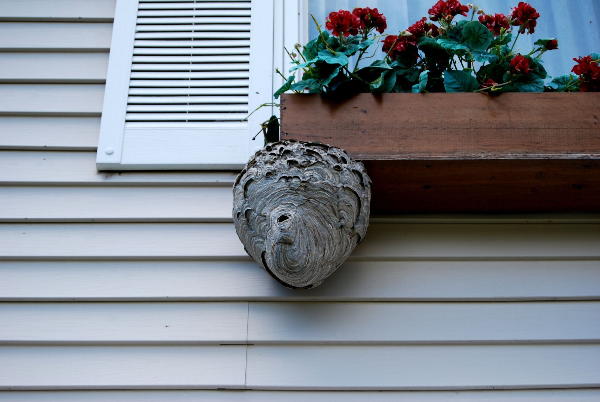 Wasp nest attached to a house wall near a window with a flower box.