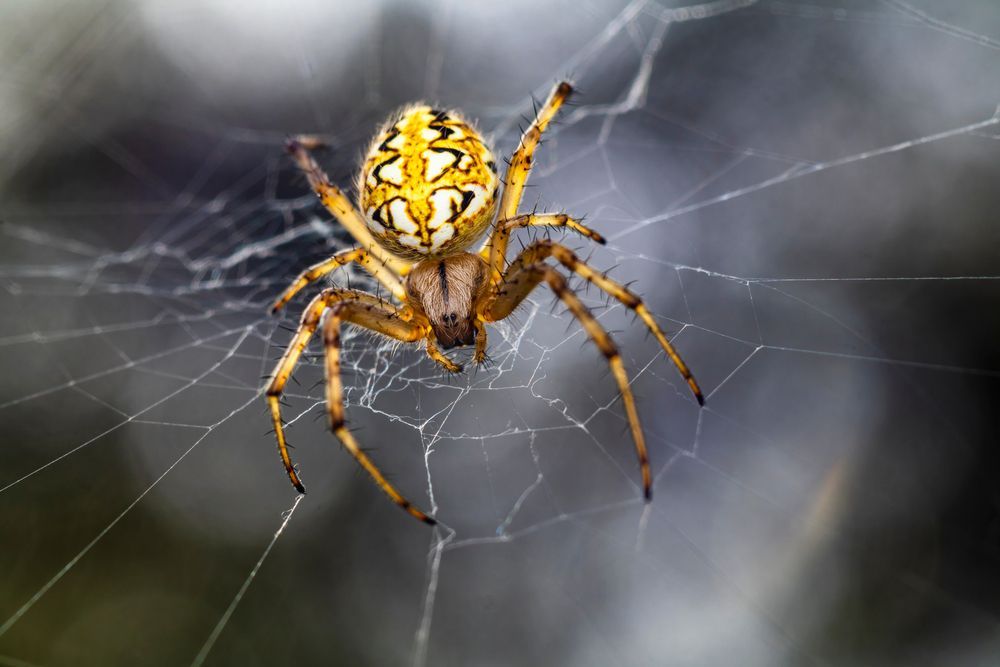 A yellow and black spider is sitting on a web.