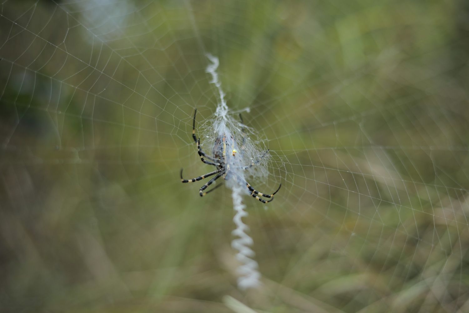 A spider is sitting on a web in the grass.