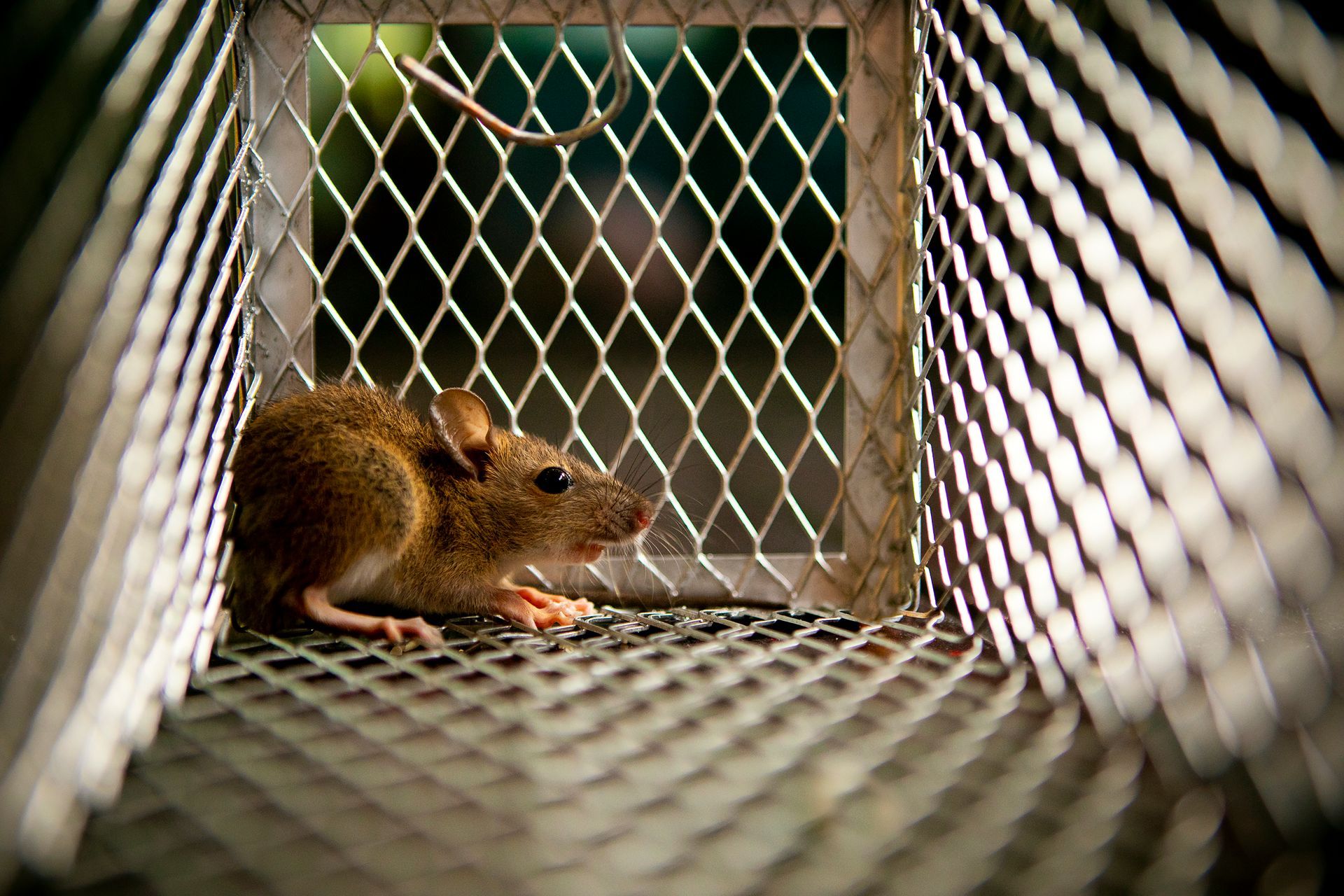 Mouse trapped inside a metal cage.