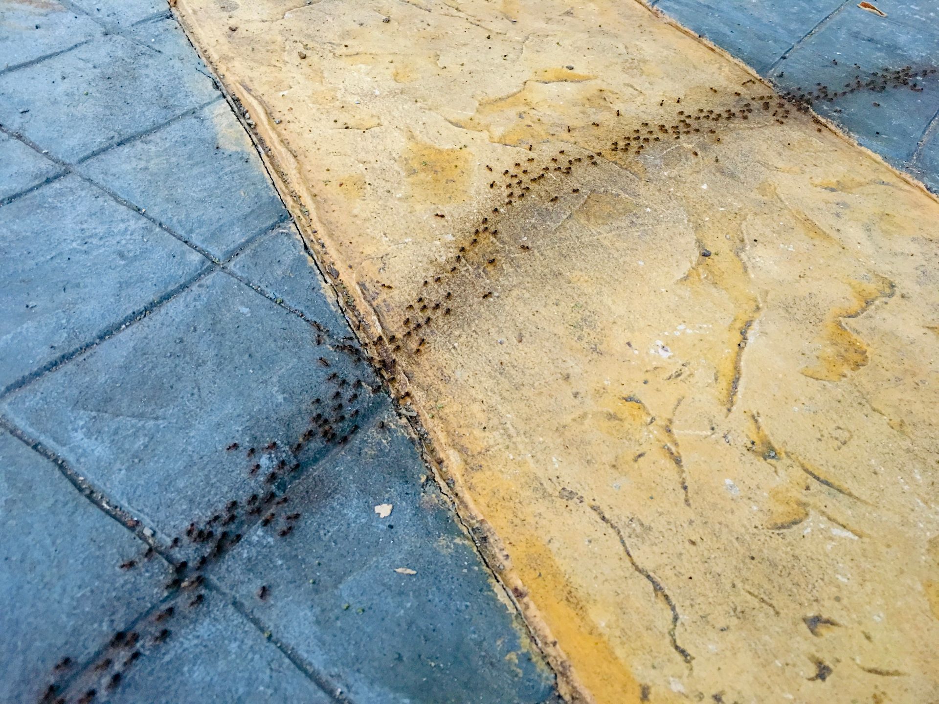 Ants marching in a line across blue and yellow paving stones.