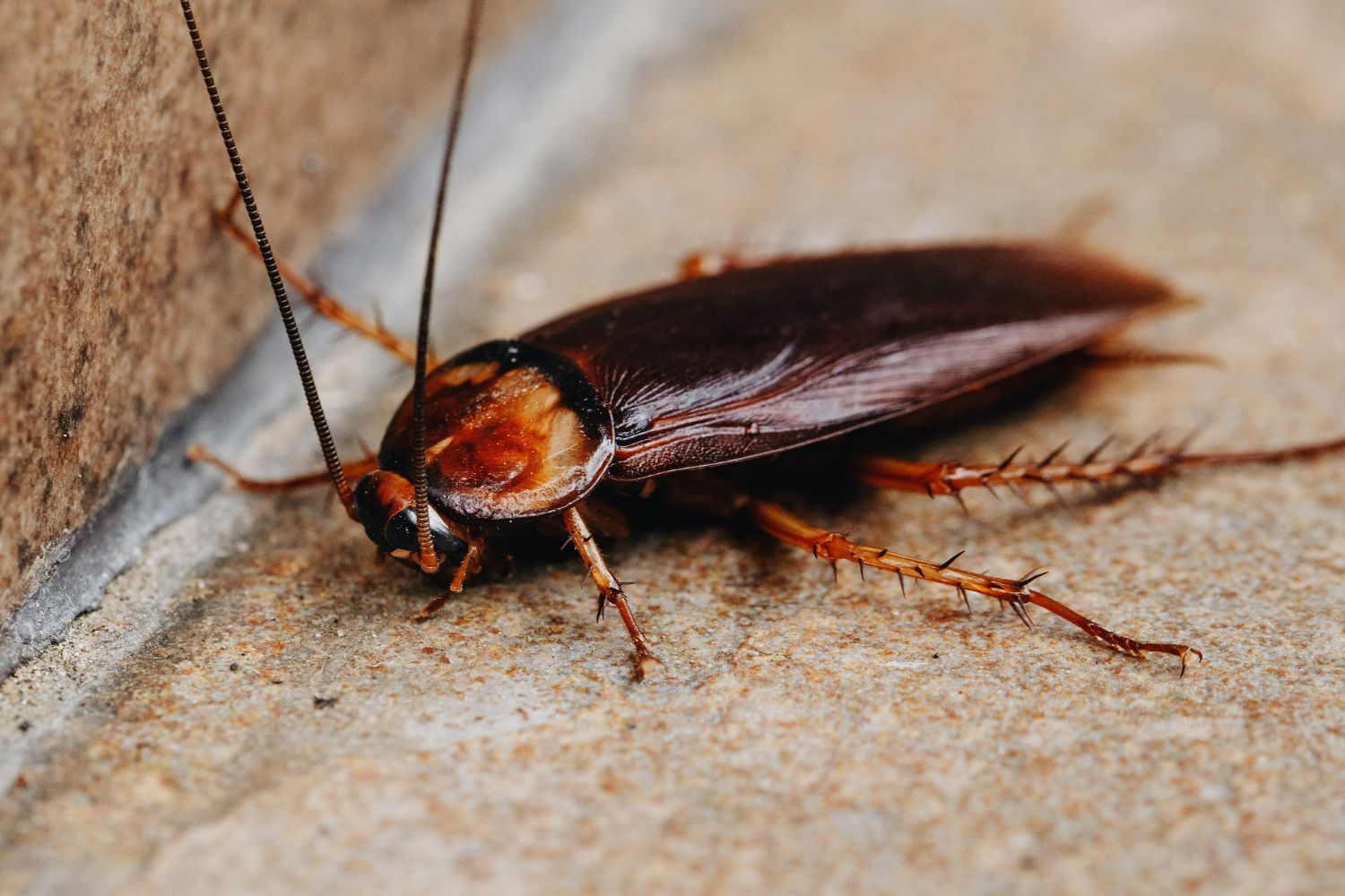 A cockroach is crawling on the ground next to a wall.