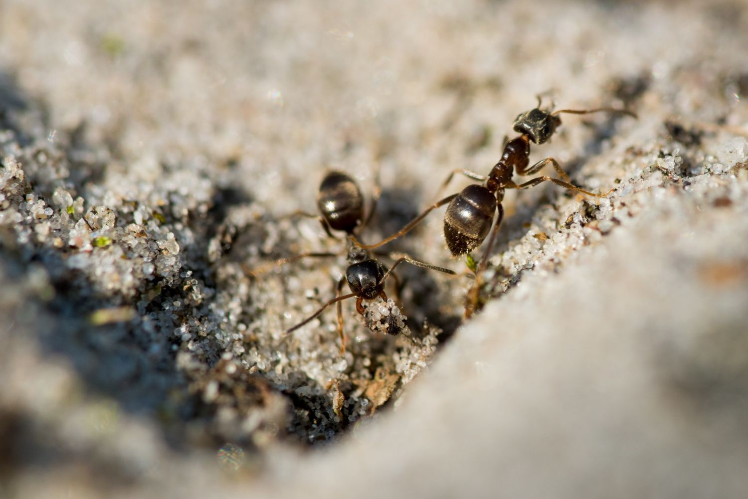 Two ants are standing next to each other on a rock.