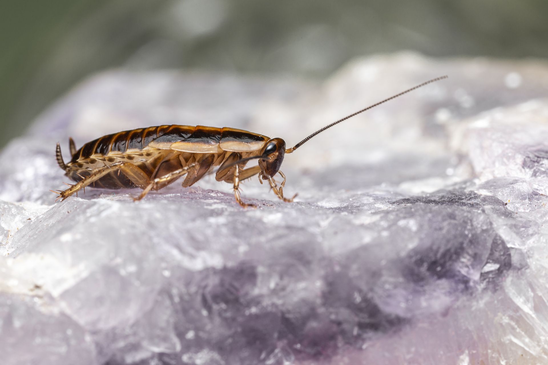 Cockroach with brown and tan body, on a purple-white stone.