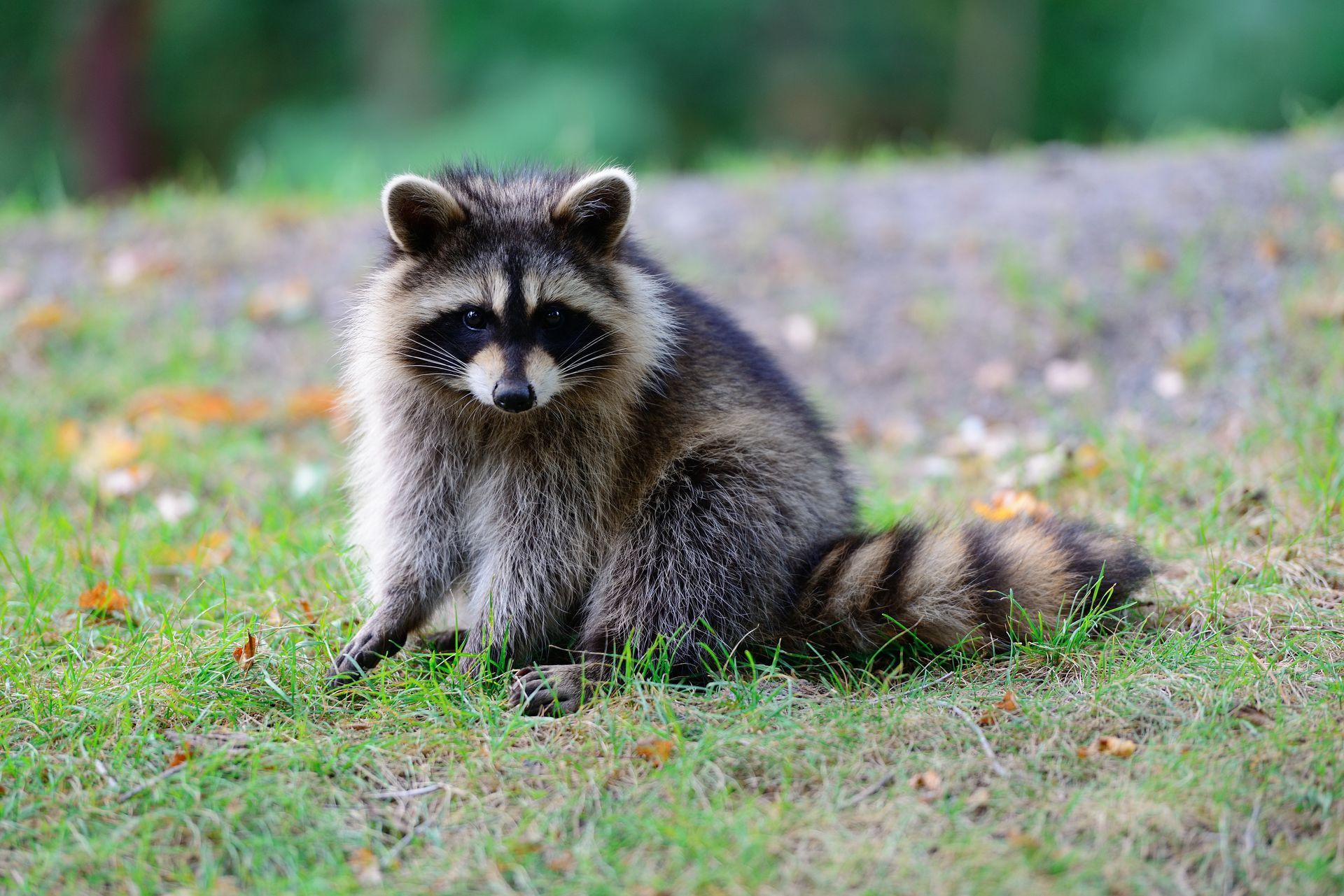 Raccoon with striped tail, black mask, and fluffy fur sits on green grass.