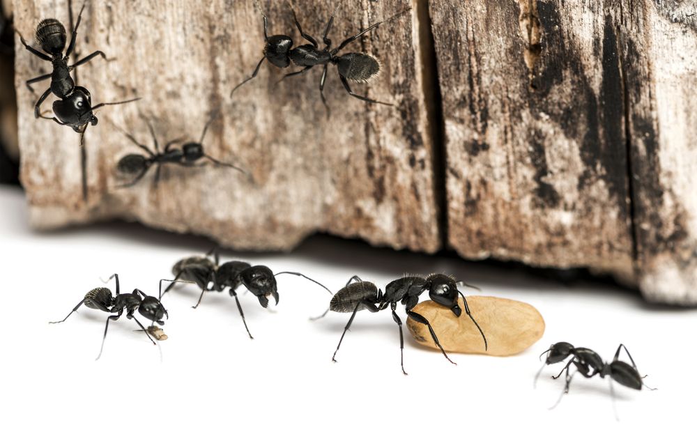 A group of black ants standing next to each other on a piece of wood.