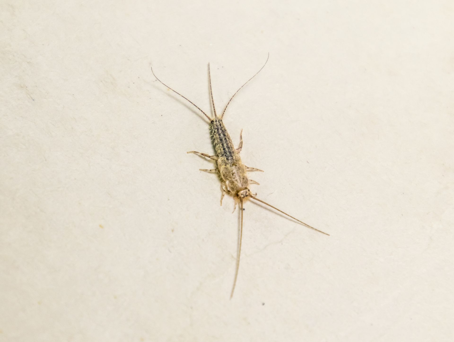 Silverfish insect on a light beige surface.