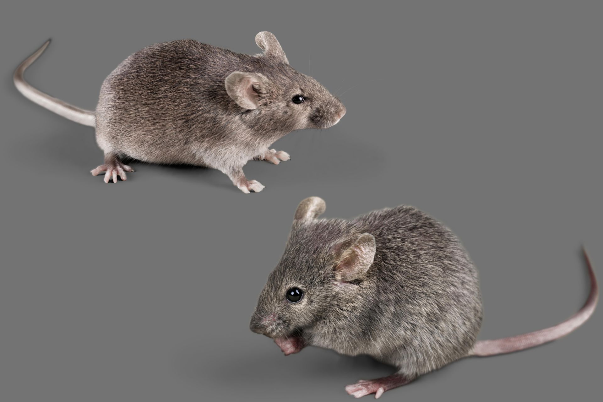 Two gray mice on a gray background, one sitting and the other appearing to eat.
