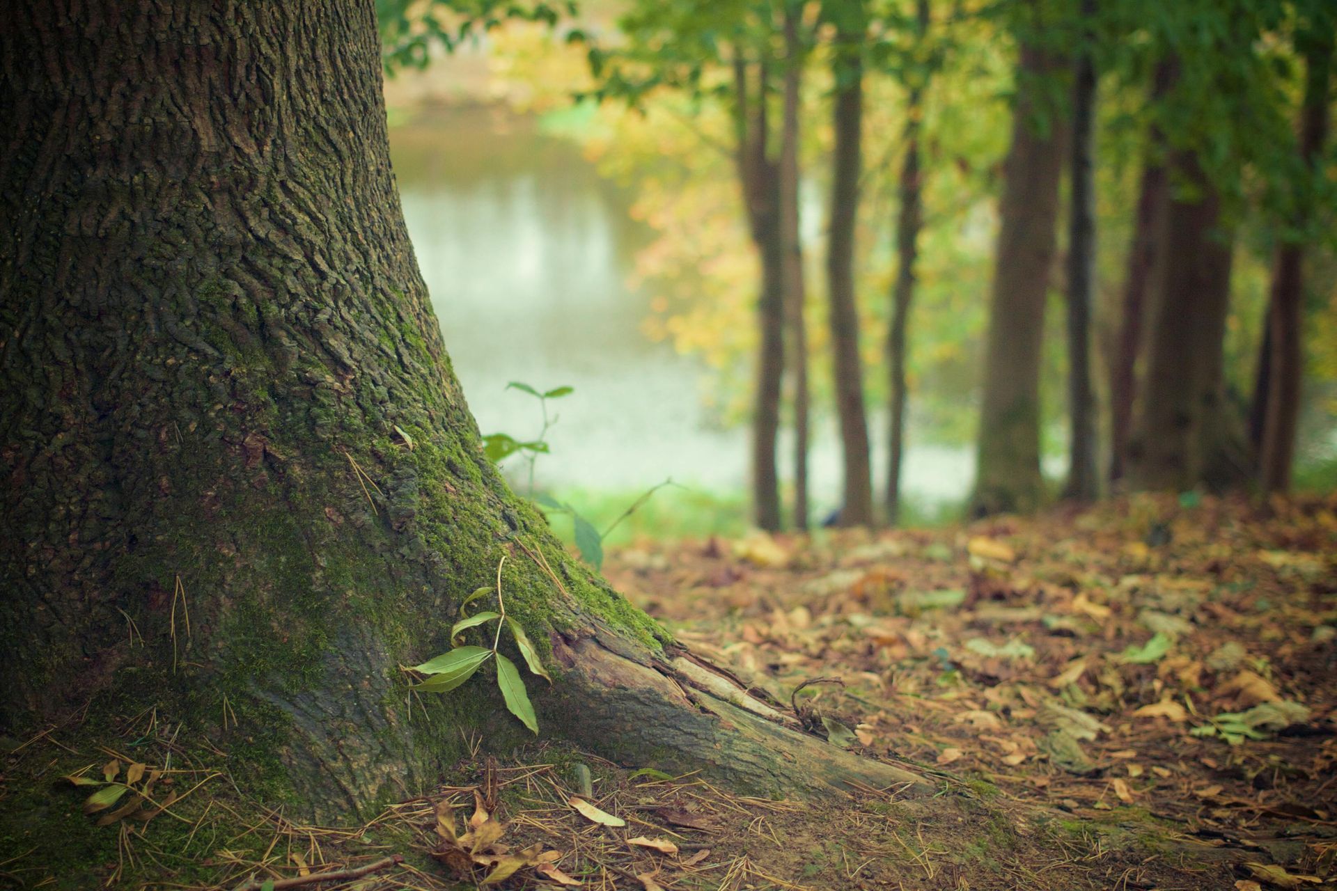 Tree trunk in foreground with moss. Forest and lake in the blurred background.