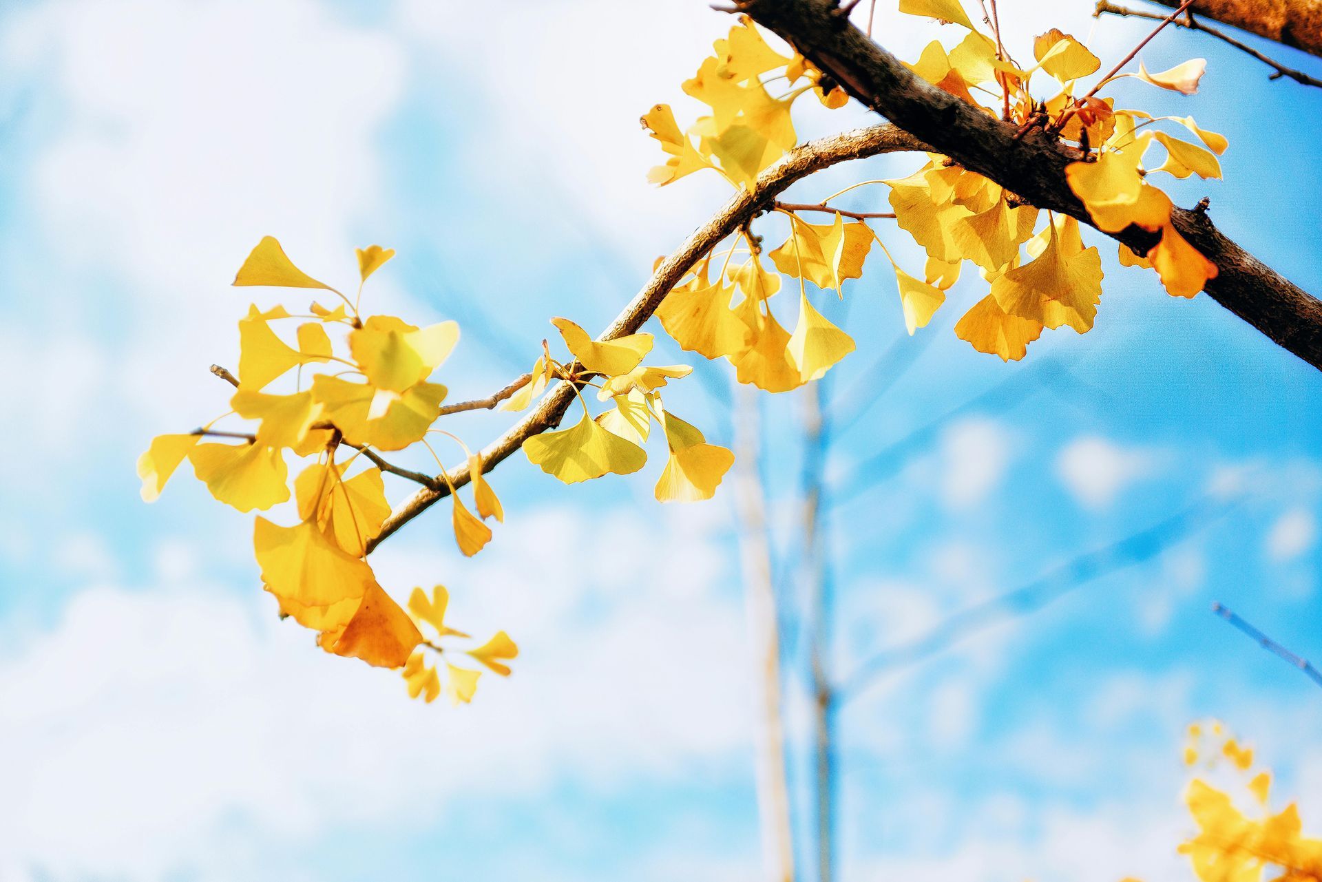 Yellow ginkgo leaves on a branch against a blue sky.