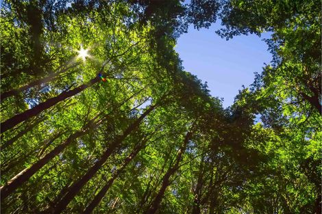 Tree Care Services — Sun Bright, TN — Noah’s Earth LLC