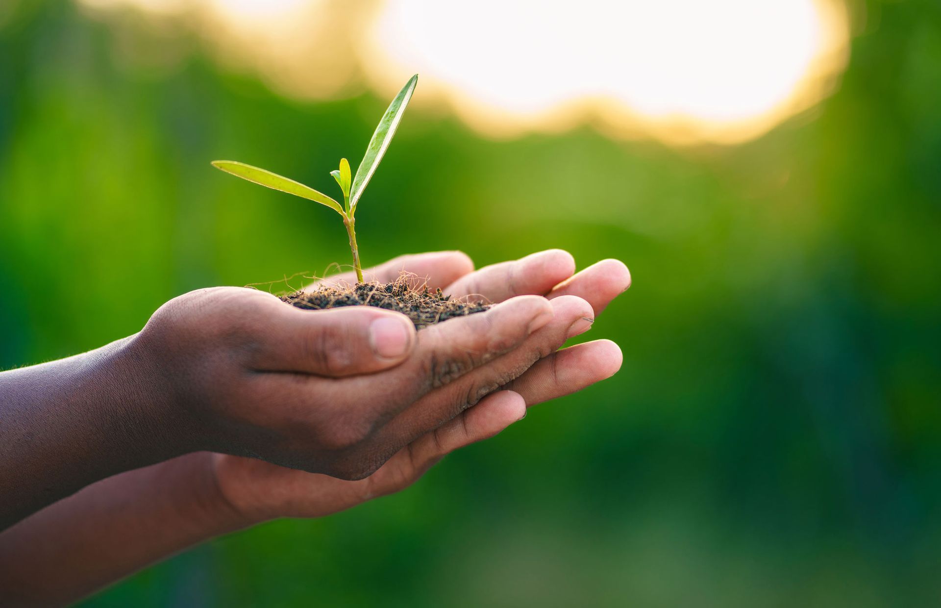 Lot Maintenance Services — Sun Bright, TN — Noah’s Earth LLC Lot Maintenance Services — Sun Bright, TN — Noah’s Earth LLC