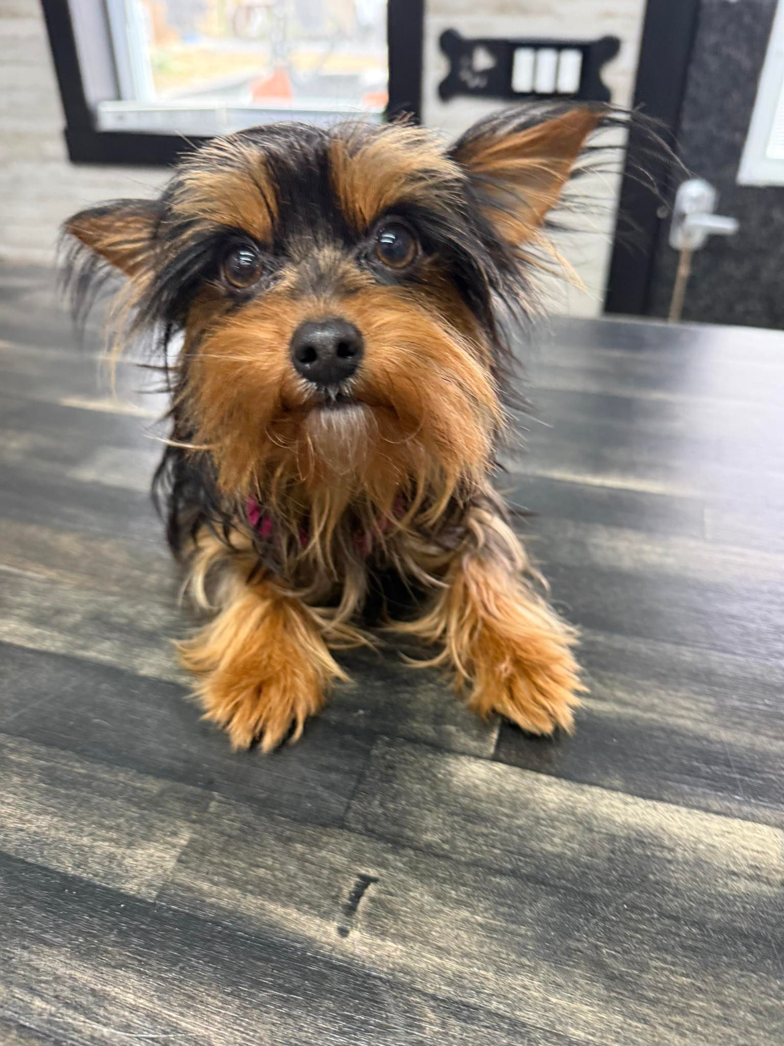 Yorkshire Terrier with black and tan fur sitting on a wooden surface, looking forward.
