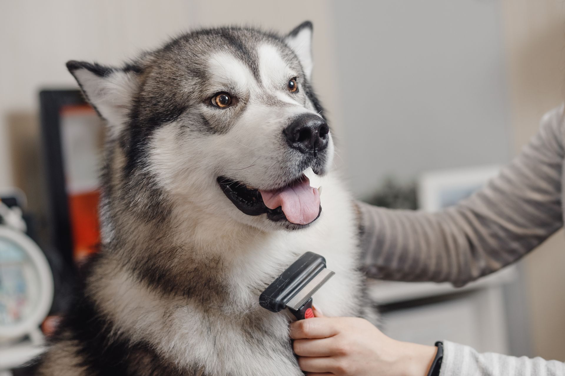 Dog being brushed; long, thick, gray and white fur, tongue out. Person's arm/hand holding brush.