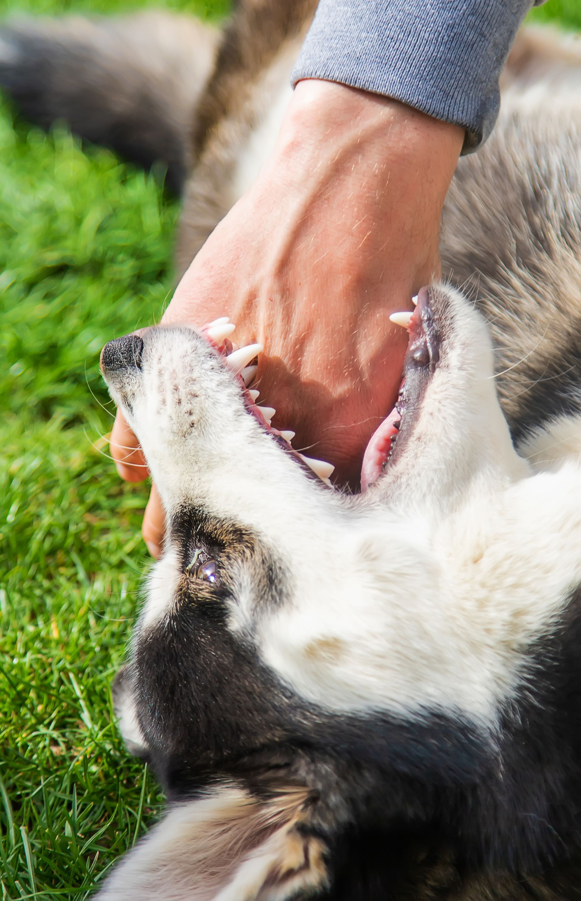 Dog playfully biting a person's hand on a grassy lawn. Black and white fur, open mouth showing teeth.