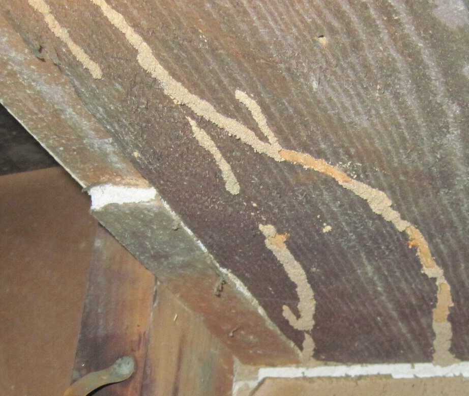 termite-home-inspection-long-island