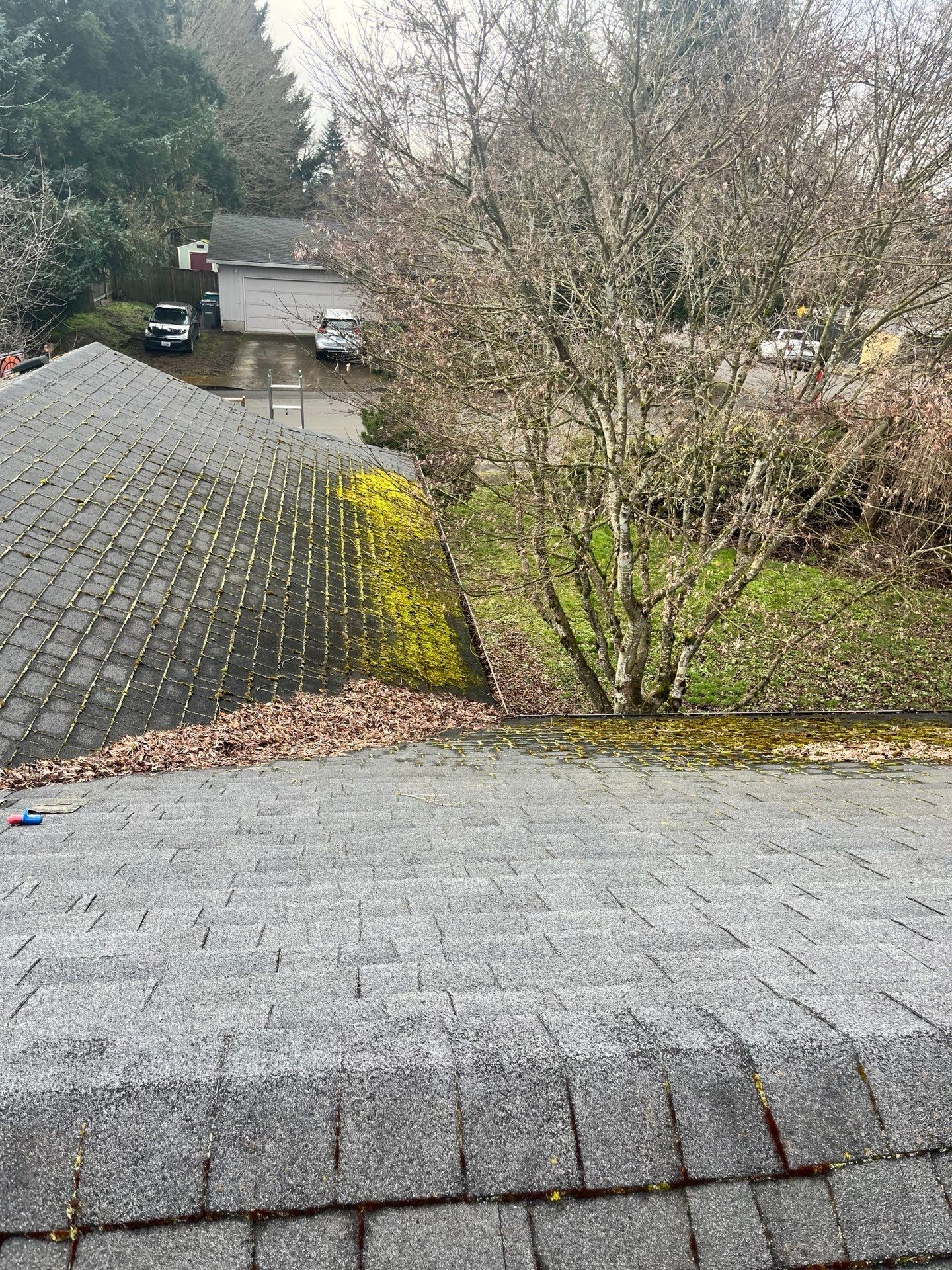 A roof covered in shingles, with moss and leaves. A tree and cars are in the background.