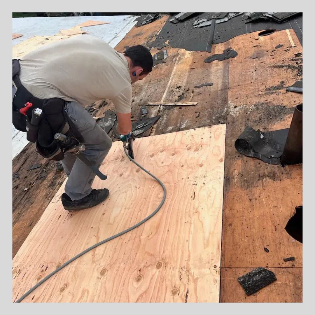 Roofer uses a pneumatic nailer to attach plywood to a roof. Gray hose, tool belt, and dark asphalt shingles.