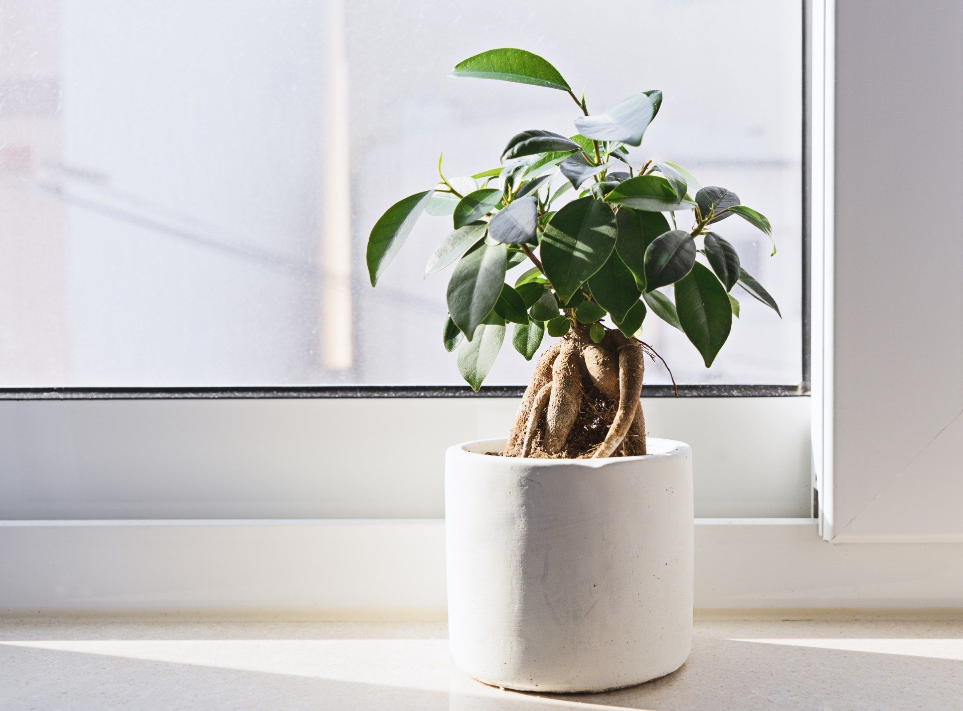 A small potted plant is sitting on a window sill.