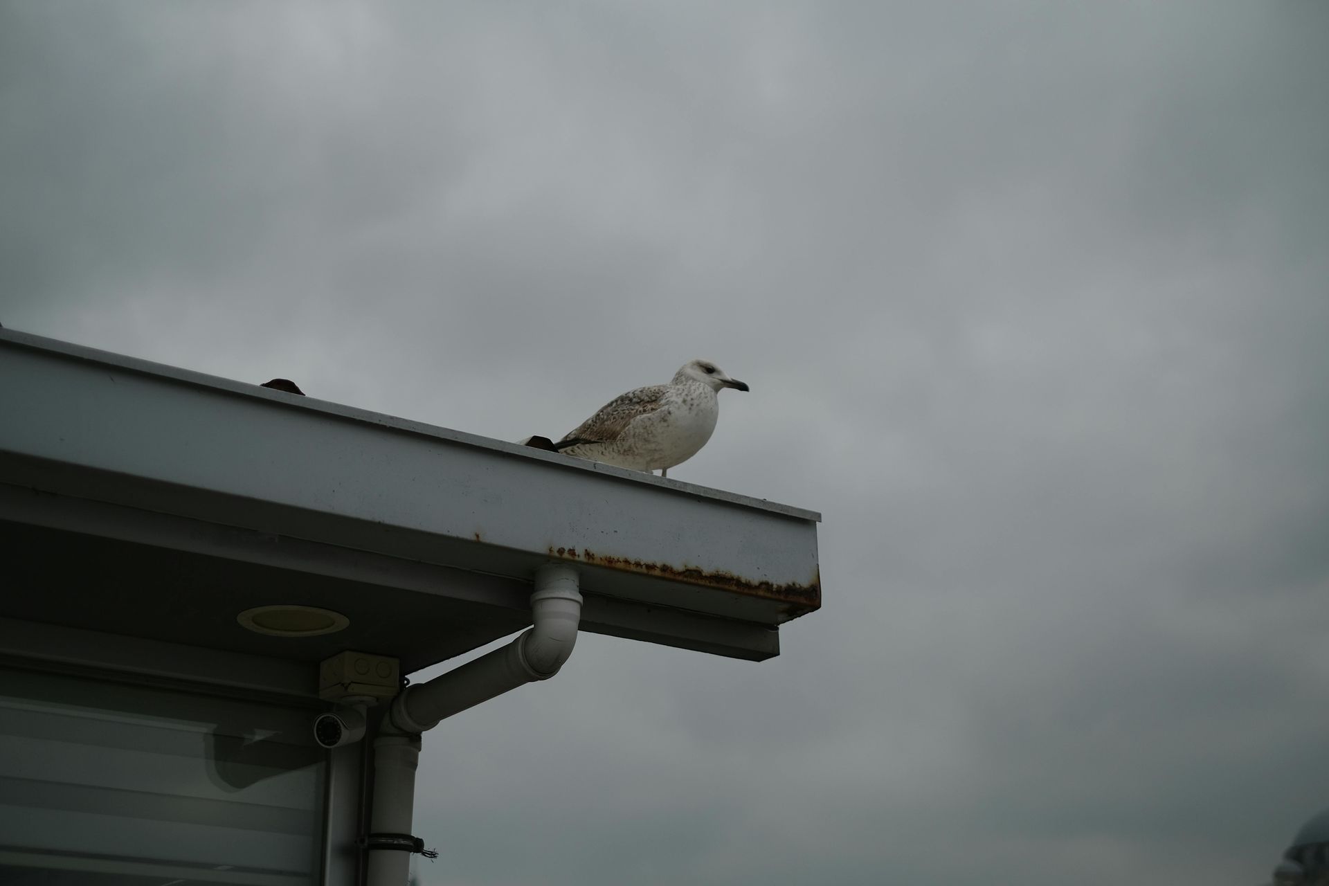 Seagull perched on a roof under a cloudy, gray sky.