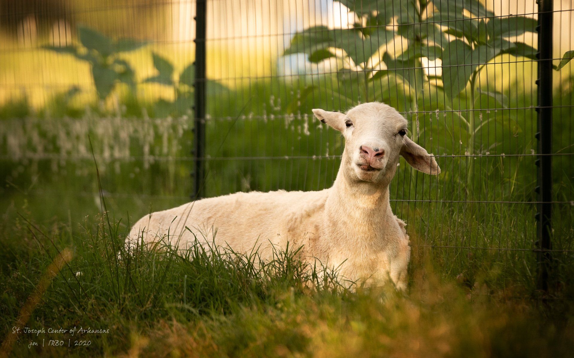 A white sheep is laying in the grass next to a fence.