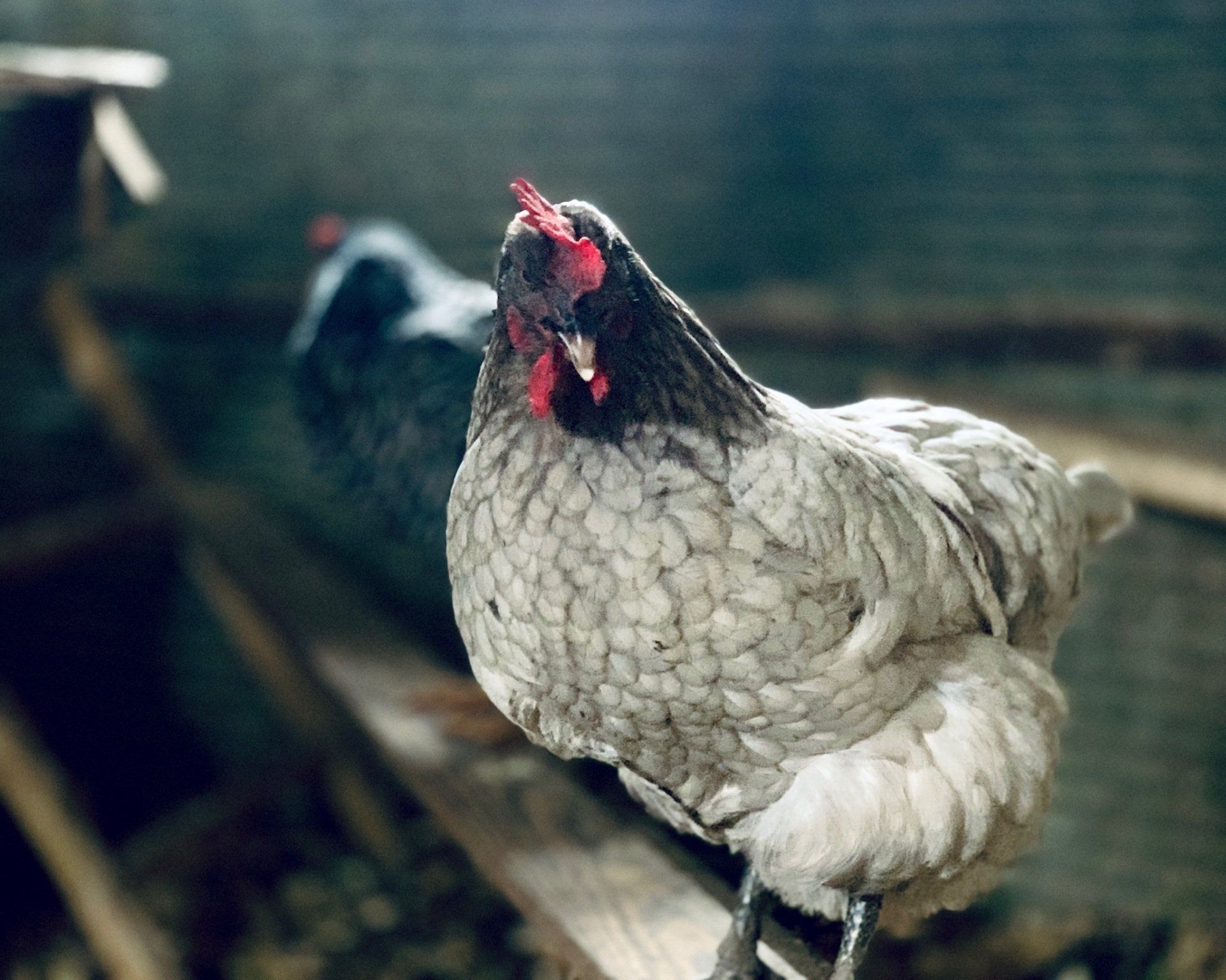 A chicken is standing on a wooden plank in a chicken coop.