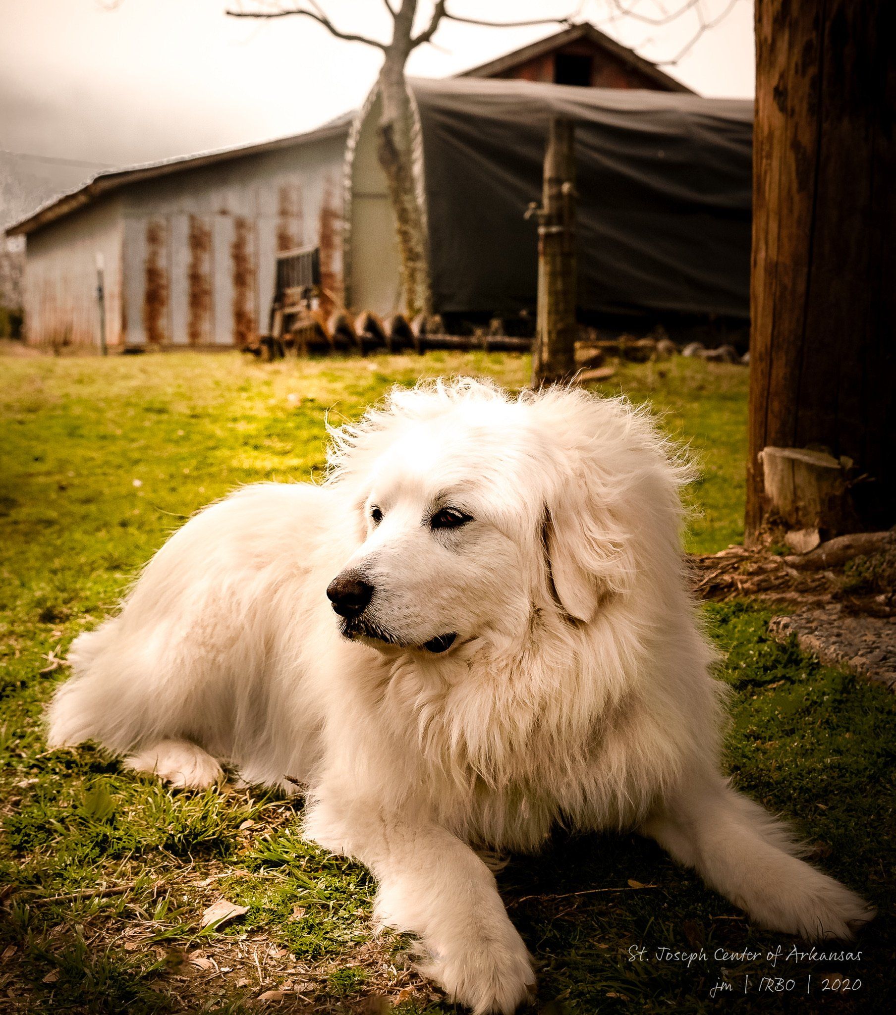 A white dog is laying in the grass in front of a barn