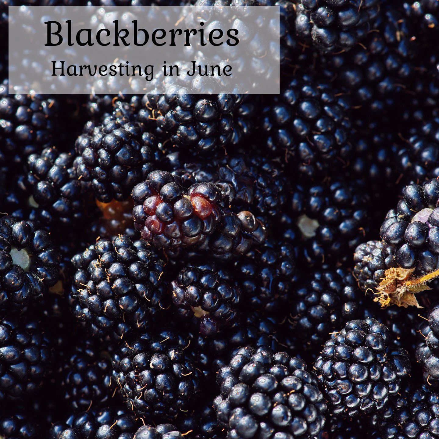 A bunch of blackberries are being harvested in june