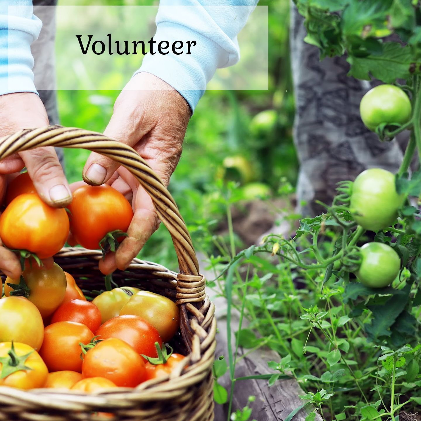A person is picking tomatoes from a wicker basket