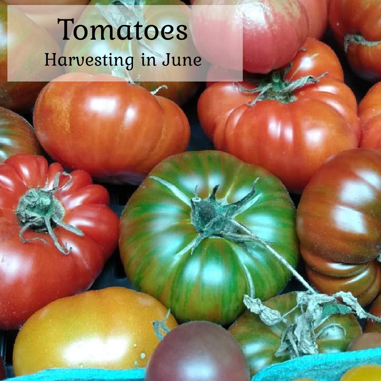 A bunch of tomatoes with the words tomatoes harvesting in june