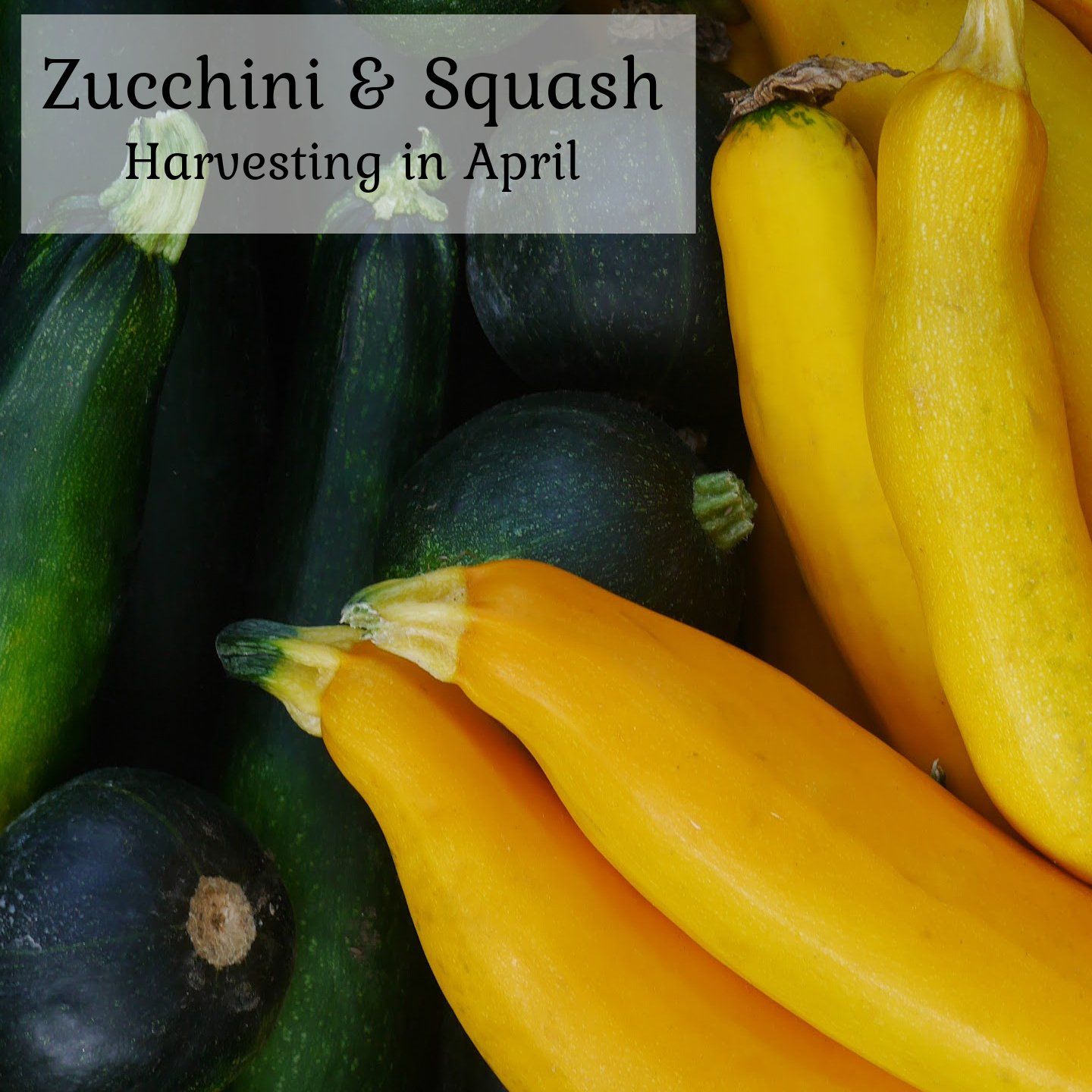 A bunch of zucchini and squash harvesting in april