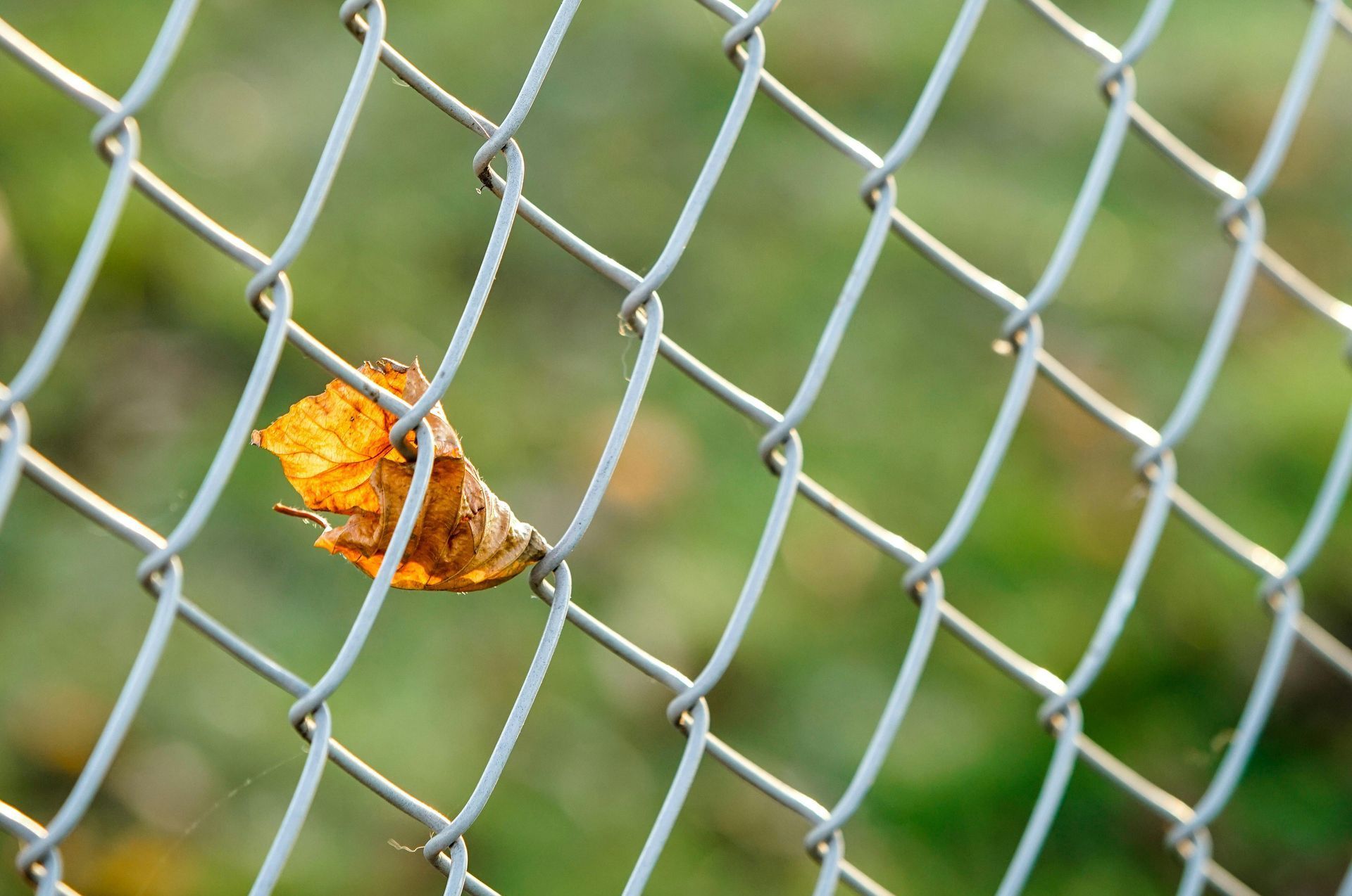 A leaf is sticking out of a chain link fence.