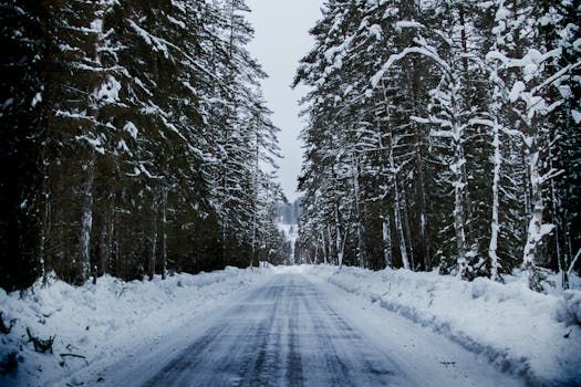 Snow-covered road through a forest of tall, snow-dusted evergreen trees on a cloudy day.