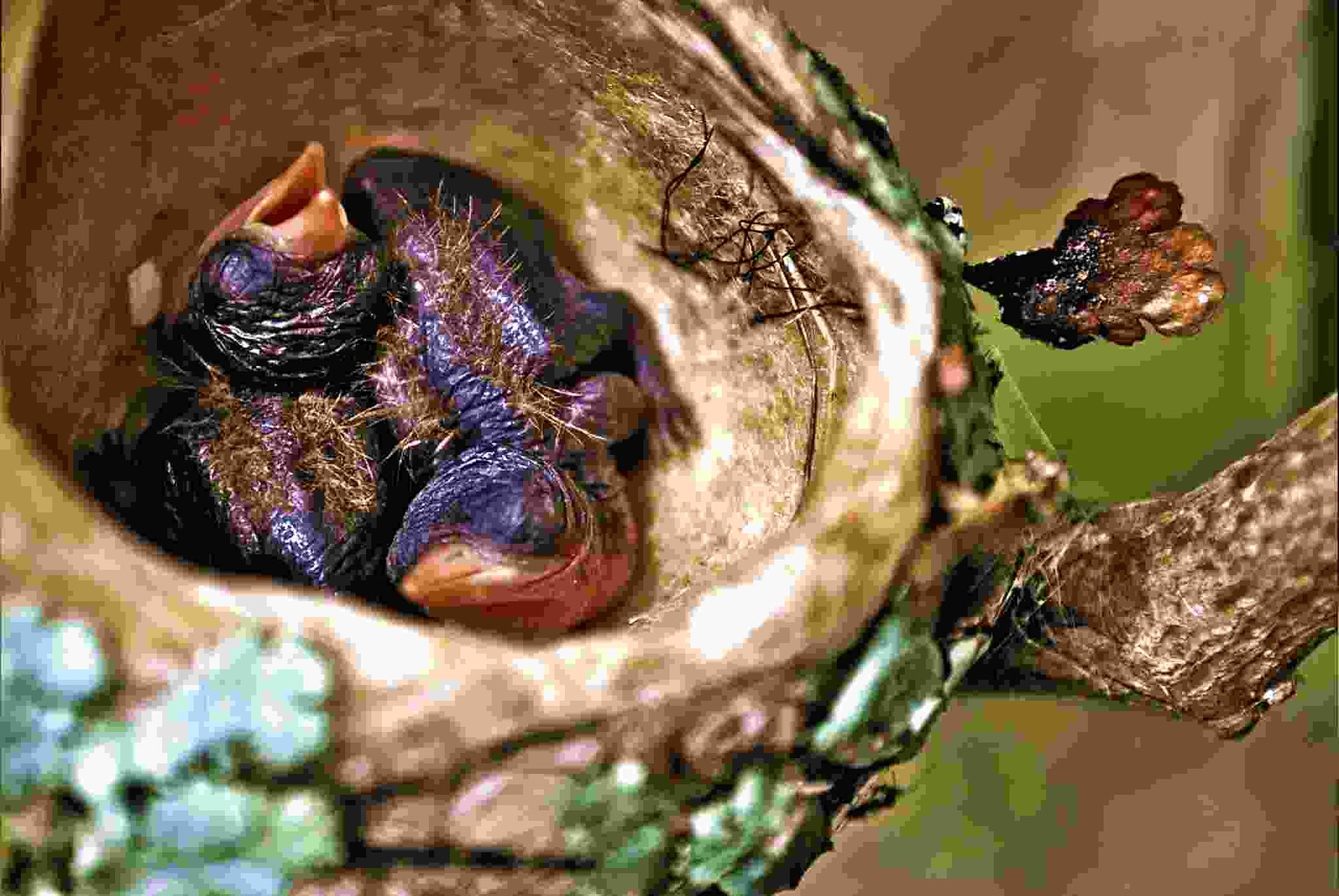 Crías de colibrí en el nido a la espera de alimento