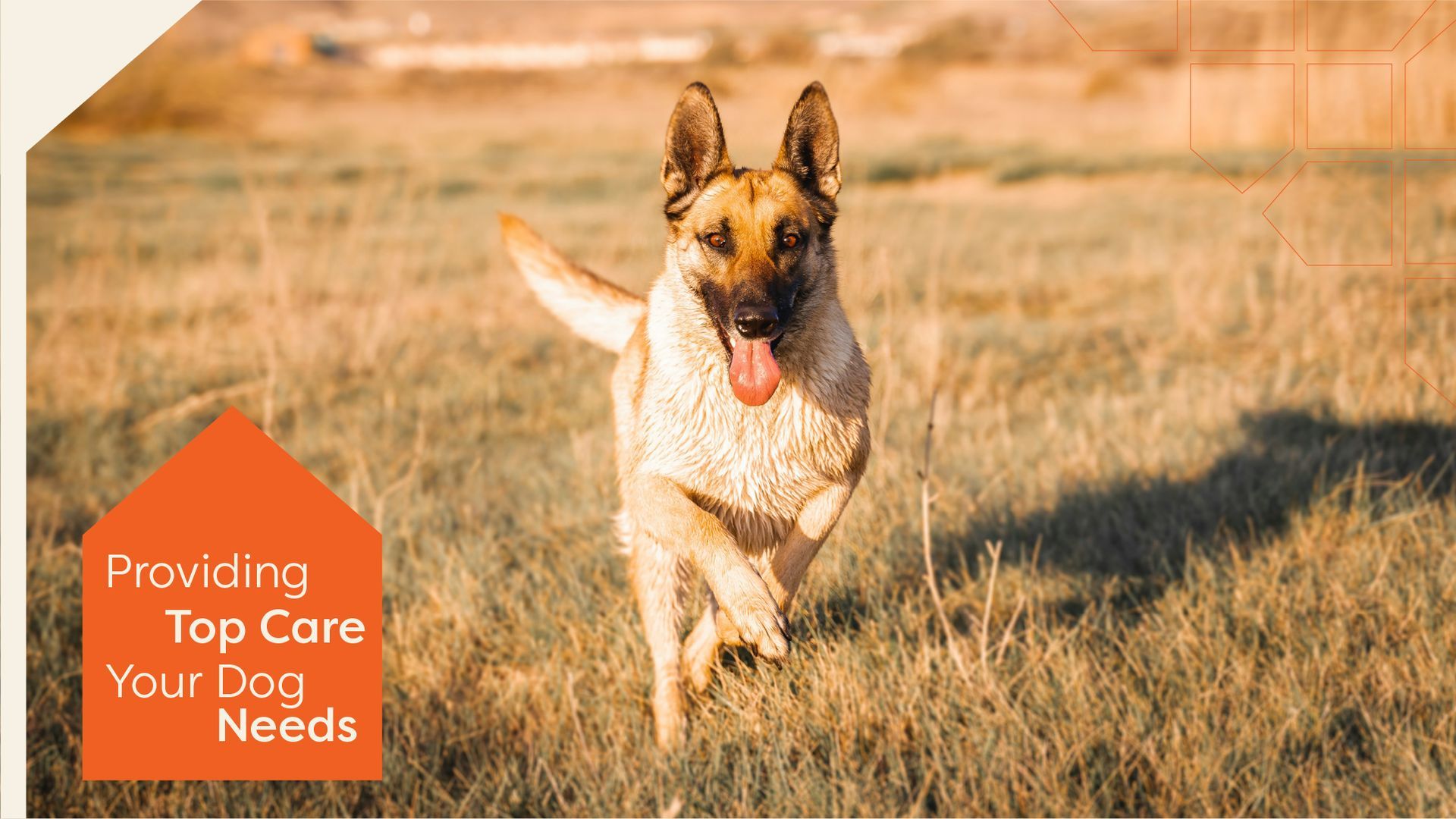 waardes hondenopvang