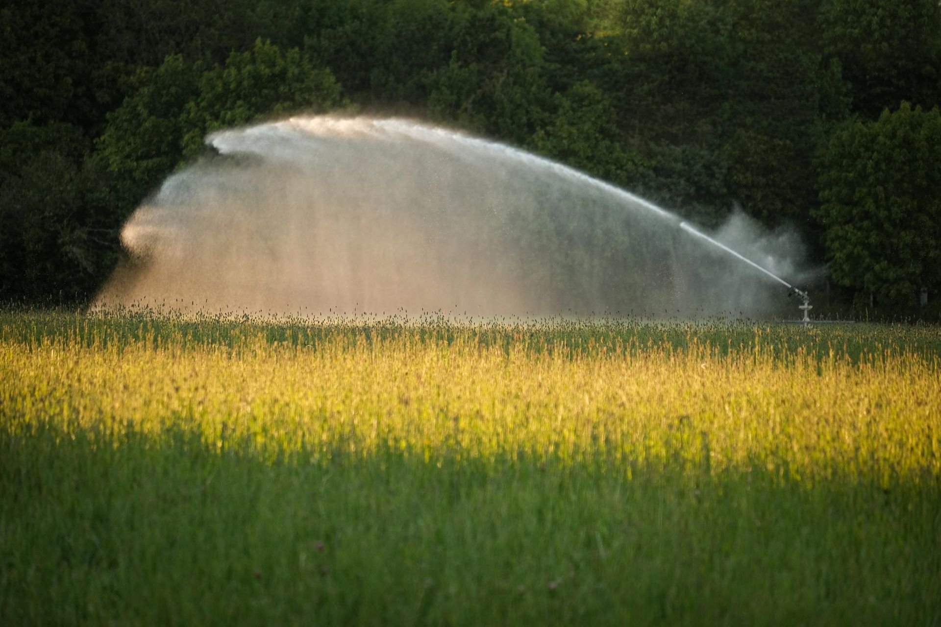 Field irrigated by a large sprinkler system with trees in the background.