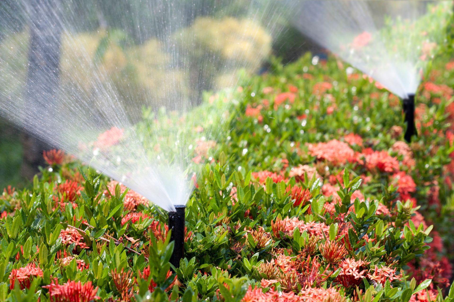 Pop-up sprinklers watering a garden, highlighting a lawn sprinkler system in action.