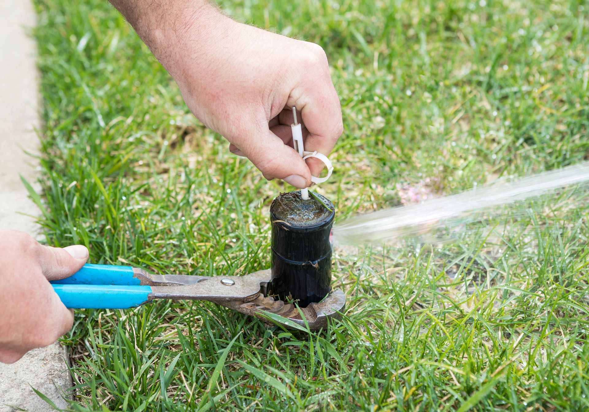A sprinkler system head is being adjusted with a key to decrease or increase radius of the spray.