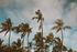 Tall palm trees swaying against a cloudy blue sky
